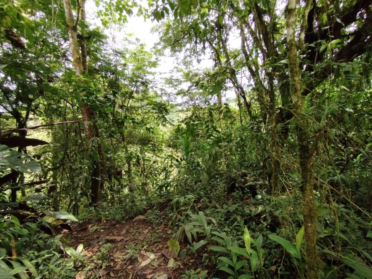 Venta Terreno Mindo — imagen 4
