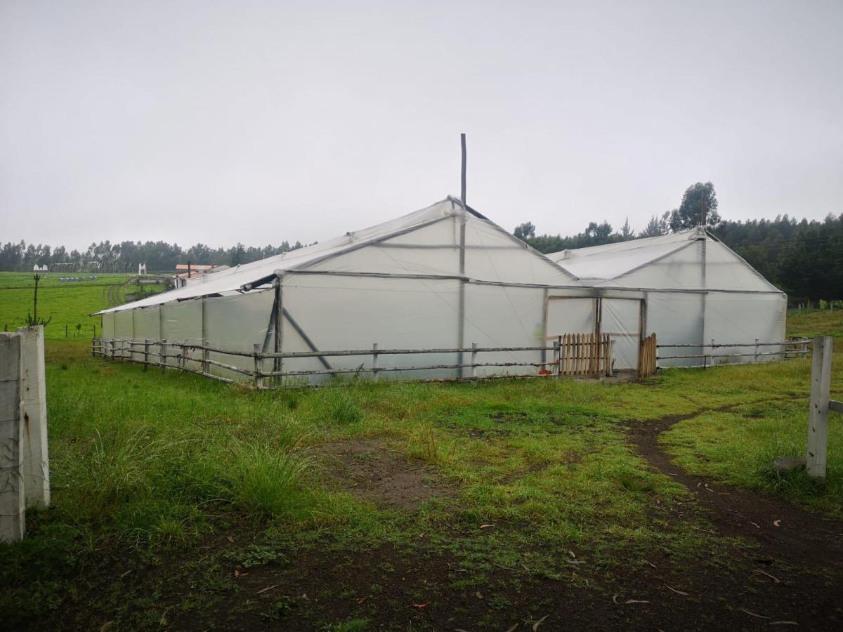 Venta Hermosa Finca Mulalo Faldas del Cotopaxi, Cotopaxi — imagen 5