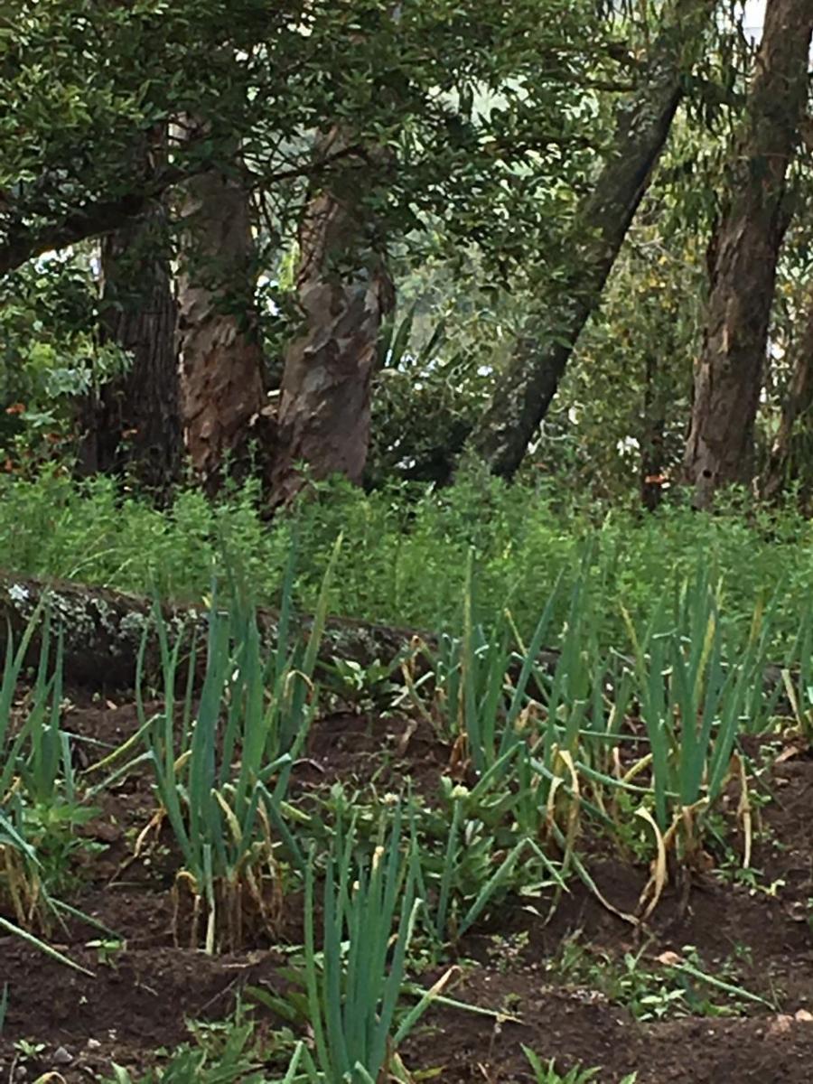 "Terreno de 5,600 m² en Venta en Puéllaro - con Árboles Frutales" — imagen 9
