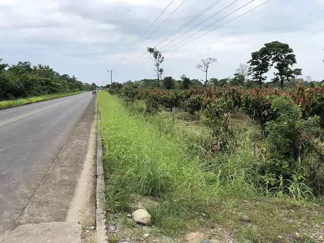 Invierte en la Amazonía ecuatoriana, 310 ha con cacao, balsa, potreros, agua y acceso E40 — imagen 2