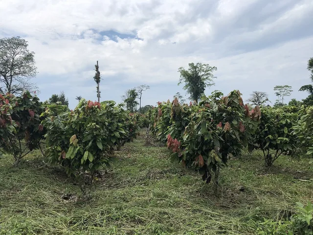 Invierte en la Amazonía ecuatoriana, 310 ha con cacao, balsa, potreros, agua y acceso E40 — imagen 3