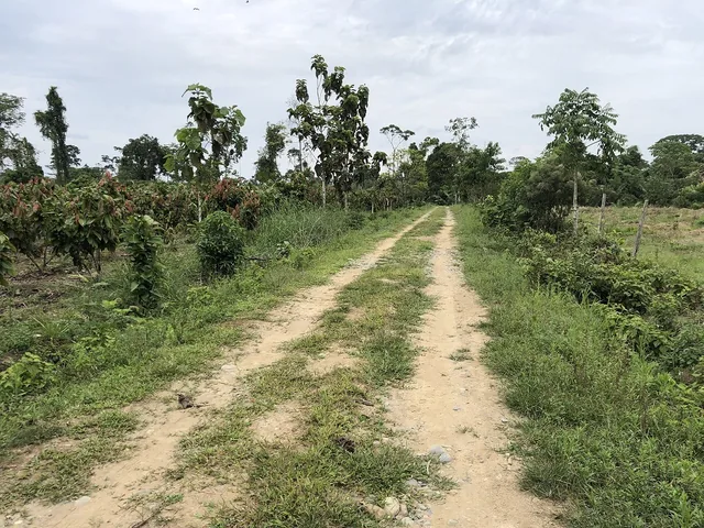 Invierte en la Amazonía ecuatoriana, 310 ha con cacao, balsa, potreros, agua y acceso E40 — imagen 5