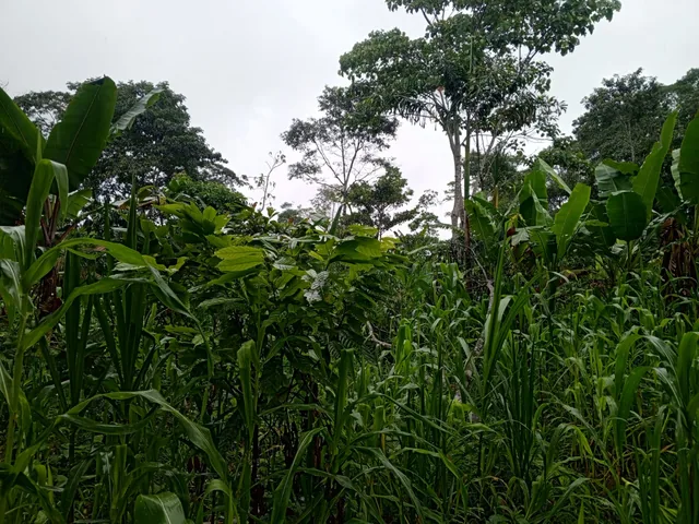 Terreno — imagen 2
