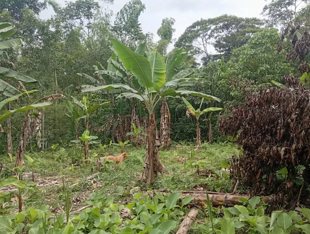 Terreno — imagen 4