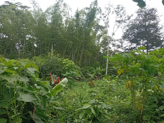 Terreno — imagen 5