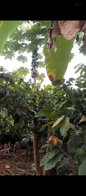 Venta de terreno en Quinsaloma — imagen 5