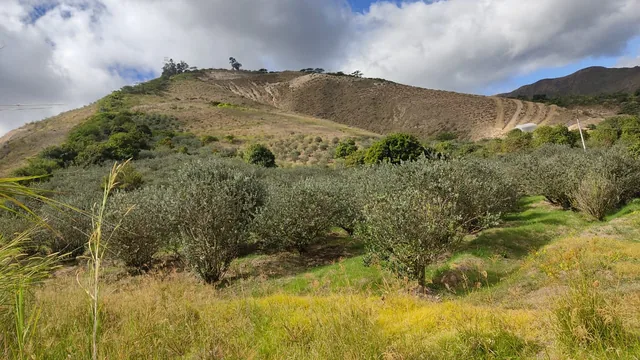 FINCA DE VENTA EN CARCHI - 6.5 HECTÁREAS - 1.050 ÁRBOLES DE FEIJOA — imagen 3