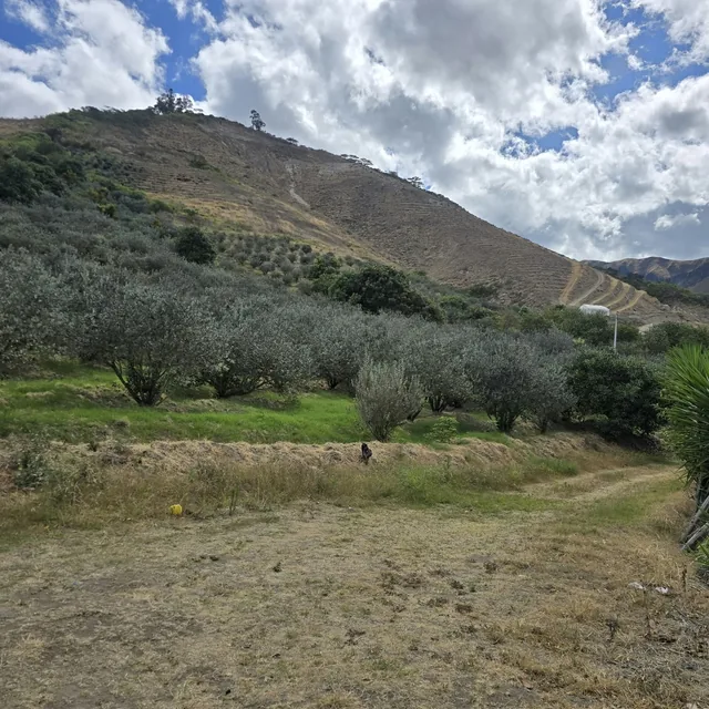 FINCA DE VENTA EN CARCHI - 6.5 HECTÁREAS - 1.050 ÁRBOLES DE FEIJOA — imagen 5