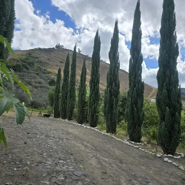 FINCA DE VENTA EN CARCHI - 6.5 HECTÁREAS - 1.050 ÁRBOLES DE FEIJOA — imagen 4