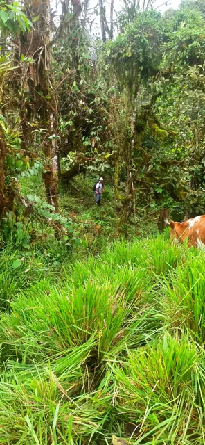 🌿 ¡TERRENO EN VENTA EN PACTO – SAN JOSÉ DE INGAPI! 🌿 — imagen 2