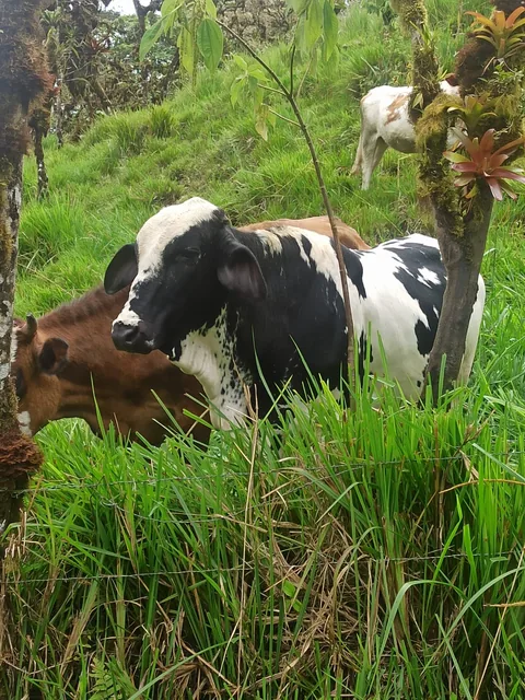 🌿 ¡TERRENO EN VENTA EN PACTO – SAN JOSÉ DE INGAPI! 🌿 — imagen 4