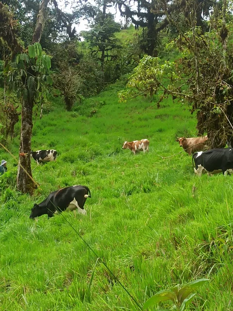 🌿 ¡TERRENO EN VENTA EN PACTO – SAN JOSÉ DE INGAPI! 🌿 — imagen 3