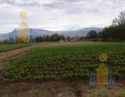 Vendo Terreno Sector Nnuu — imagen 3