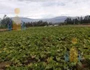 Vendo Terreno Sector Nnuu — imagen 2