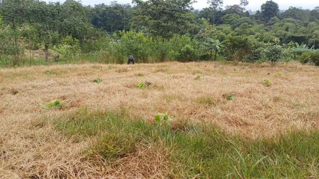 Terreno de Venta en Pedro Vicente Maldonado — imagen 2