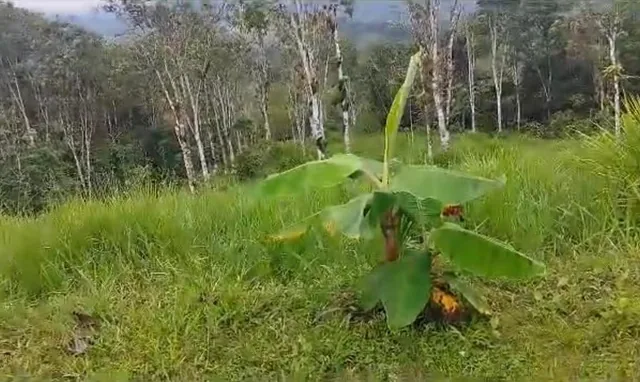 San Miguel de Los Bancos Terreno de Venta — imagen 4