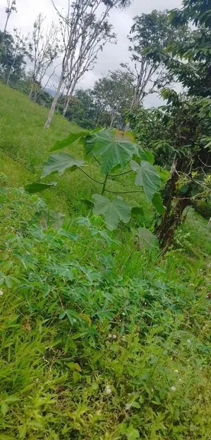 San Miguel de Los Bancos Terreno de Venta — imagen 2
