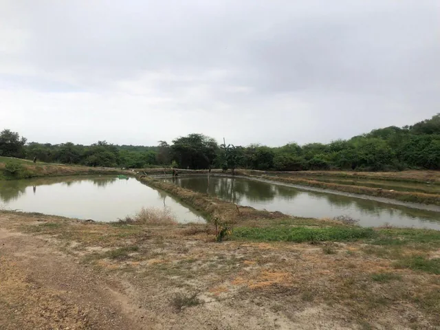Macrolote de Venta en Daular, Guayas — imagen 5