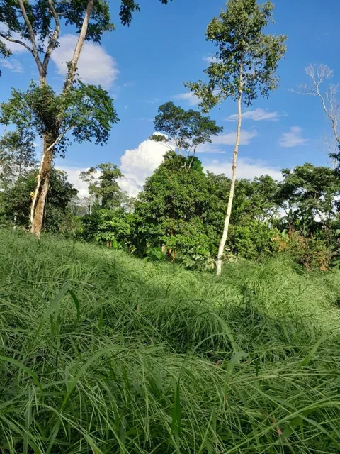 Tena - Vía a Misahualli - Vendo Propiedad de 12 Hectáreas - Acceso Propio, Napo — imagen 2