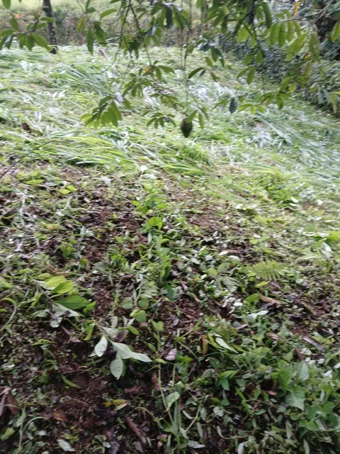 Vendo Terreno Esquinero 1190 m² Pedro Vivente Maldonado, Vista — imagen 2