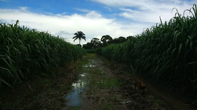 Vendo Terreno Finca, Guayas — imagen 5