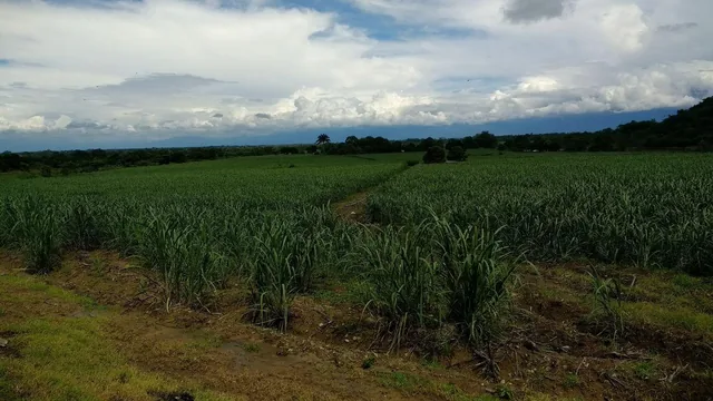 Vendo Terreno Finca, Guayas — imagen 4