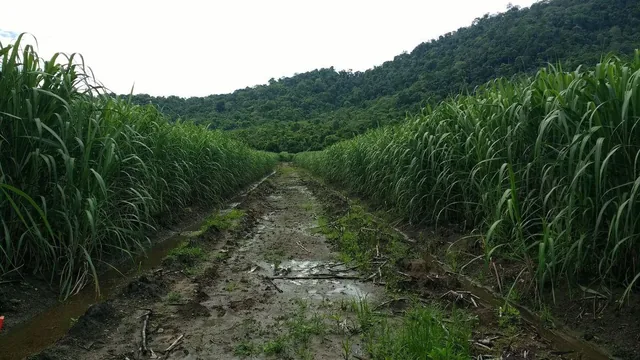 Vendo Terreno Finca, Guayas — imagen 3