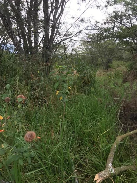 Vendo Lote de Terreno en El Ilalo — imagen 2