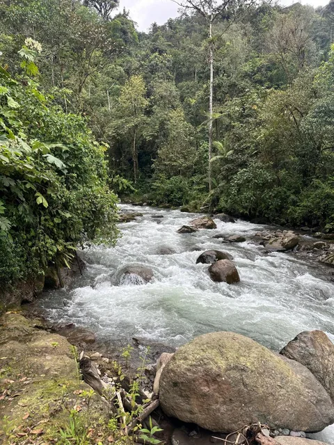 Vendo Terreno en Mindo de 1 Hectarea — imagen 5