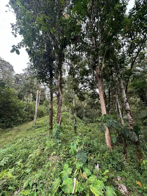 Vendo Terreno en Mindo de 1 Hectarea — imagen 3