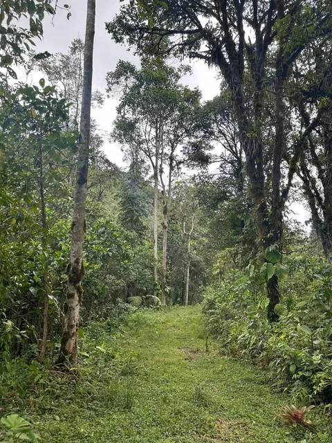 Vendo Terreno en Mindo de 1 Hectarea — imagen 2