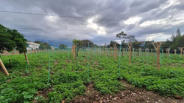 Terreno 12.200 m² Puembo - Tumbaco en Remate $550.000 Alta Plusvalía Inversión Segura Ya Hoy — imagen 3