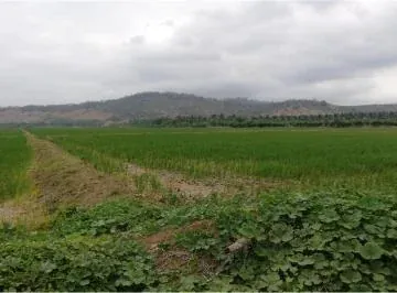 Terreno Arrocero de Venta en Rocafuerte Manabi, Manabí — imagen 4