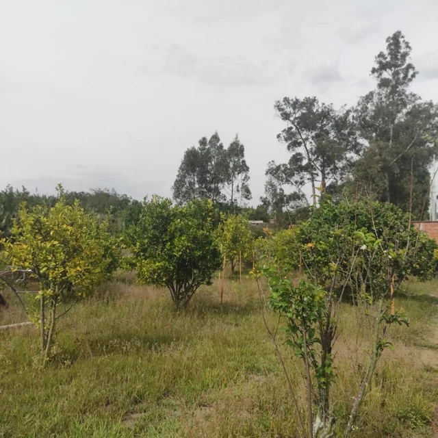 Inversionistas, Constructores, Tumbaco, Zona Central, Terreno Plano 6500 m², Papeles en Regla — imagen 5