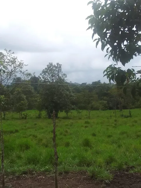 Se Vende Finca Ganadera de 45 Hectáreas en Pedro Vicente Maldonado Km 104 — imagen 5