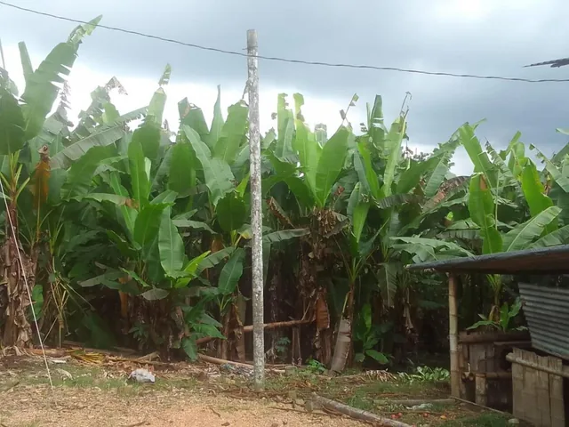 Se Vende Finca Ganadera de 45 Hectáreas en Pedro Vicente Maldonado Km 104 — imagen 2