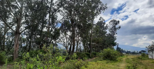 Vendo Lindo Terreno de 5480 m en Checa — imagen 5