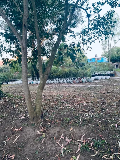 Venta Terreno Puembo 5000 m Sector Mangahuantag — imagen 2