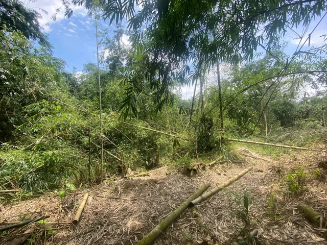Vendo 77 Hectáreas Planas en El Sector de Paraíso Alto en Pedro Vicente Maldonado — imagen 2