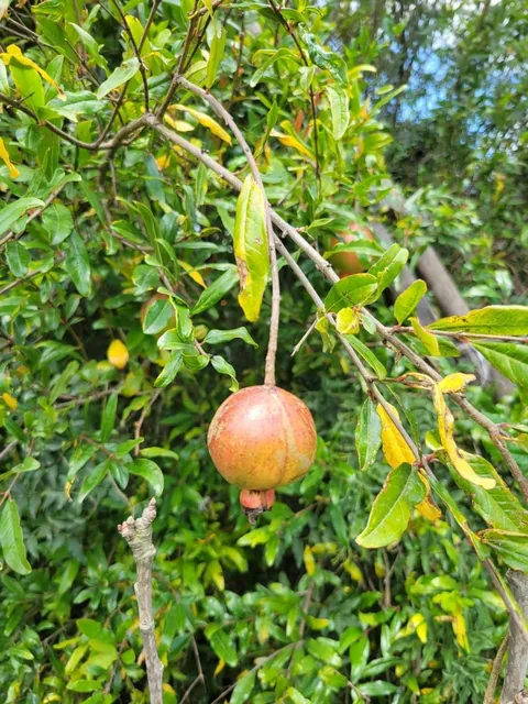 Lote con Arboles Frutales en Venta - Sector Tanda - Vía Ibarra. — imagen 3