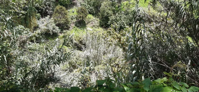 Terreno Sector Pacho Salas 1000 Metrtos — imagen 4
