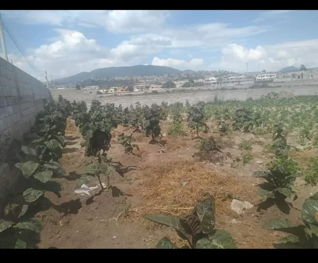 ️️se Vende Terreno Plano de Oportunidad Sector Calderon Norte de Quito.️️ — imagen 4