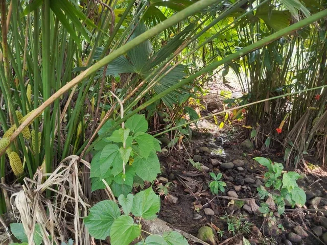 Finca Productiva de 6 Hectáreas con Cacao, Café, Vivienda y Agua Natural – Loreto, Orellana — imagen 4