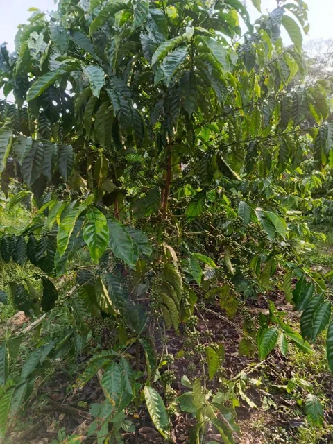 Finca Productiva de 6 Hectáreas con Cacao, Café, Vivienda y Agua Natural – Loreto, Orellana — imagen 3