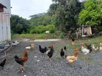 Terreno de Venta en Guayllabamba con Casa y Arboles Frutales — imagen 5