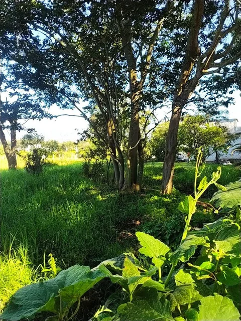 Puembo en Venta Terreno de 3.309,16 m², Sector Mangahuantag, Ideal Constructores — imagen 3
