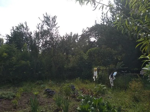 Vendo Terreno de 3033 m, con Casa y Local Comercial en Checa — imagen 3