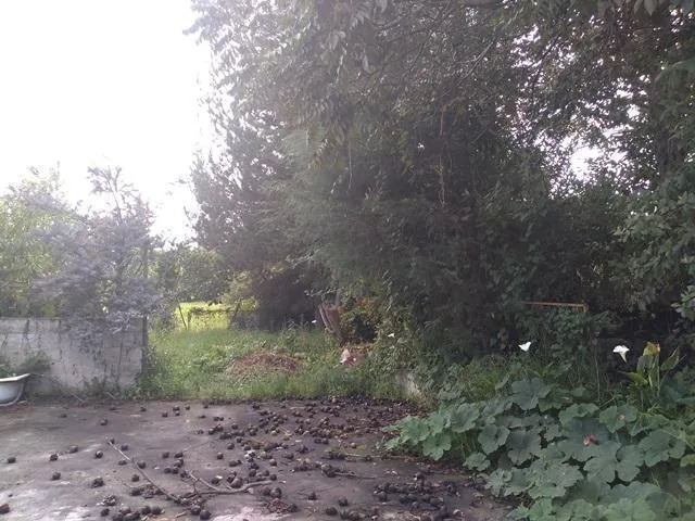 Vendo Terreno de 3033 m, con Casa y Local Comercial en Checa — imagen 2