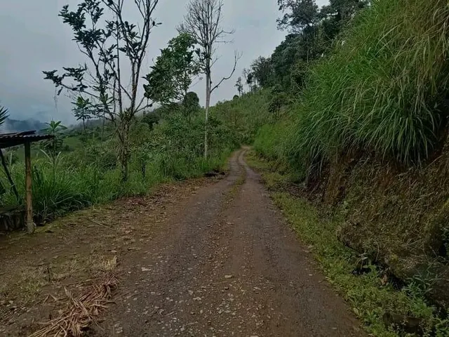 Finca Productiva de 24 Hectáreas en Caluma. en Venta — imagen 5