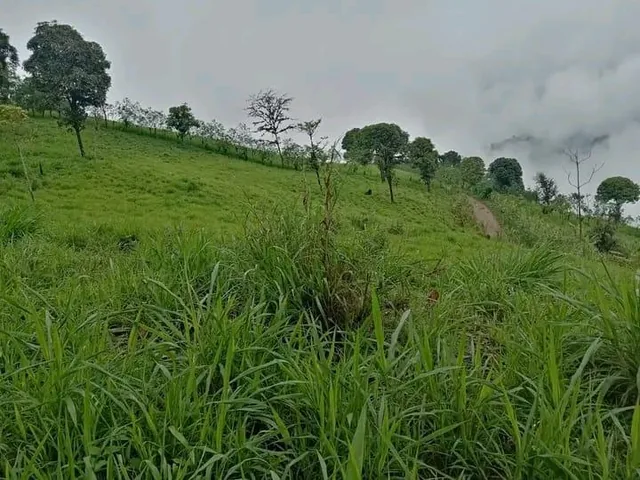 Finca Productiva de 24 Hectáreas en Caluma. en Venta — imagen 4